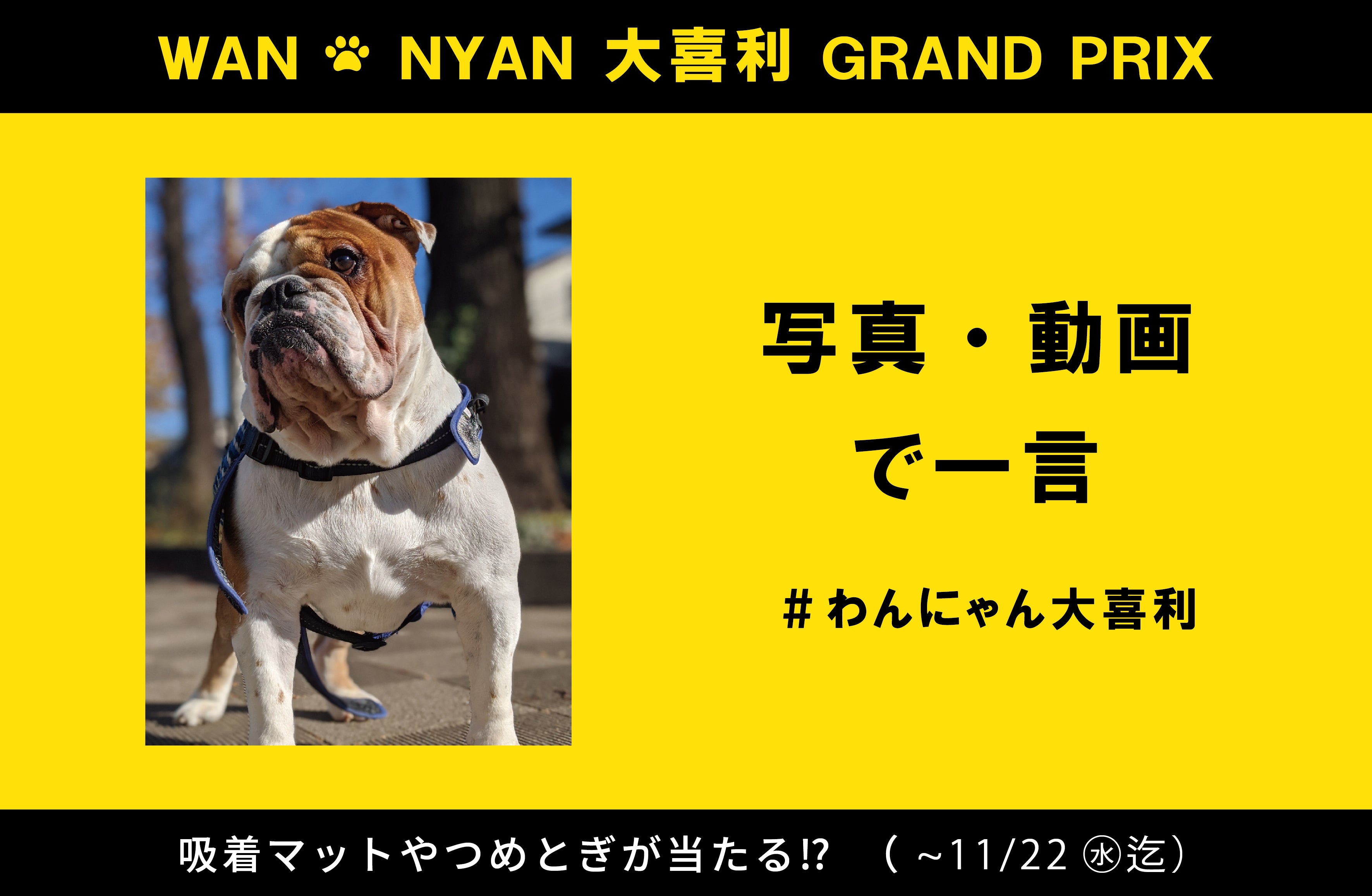 わんにゃん大喜利グランプリ開催 – 三幸商店